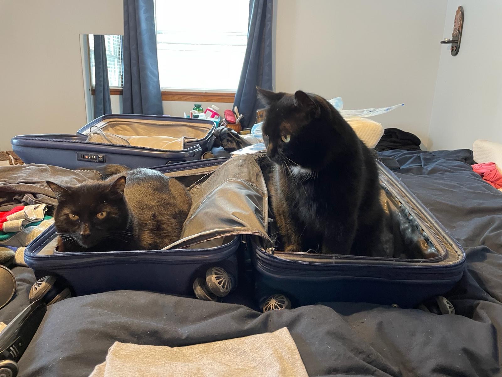 Packing   – Max and Mumbai want to come too